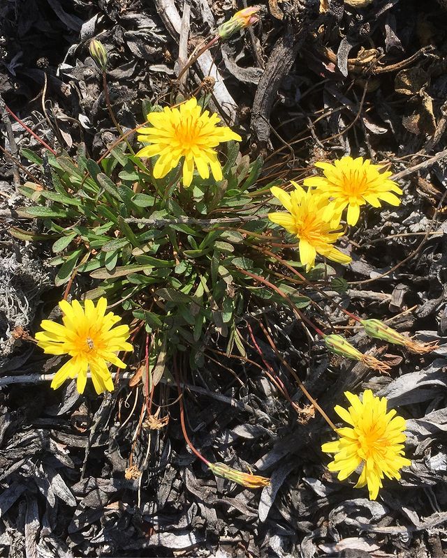 The blooms of Agoseris apargioides is growing over the ground