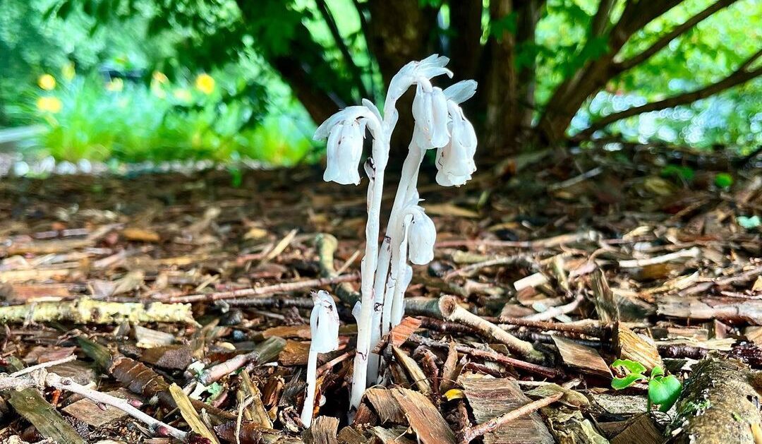 Were You Aware of These Ghost Pipe Benefits? [5 of the Best]