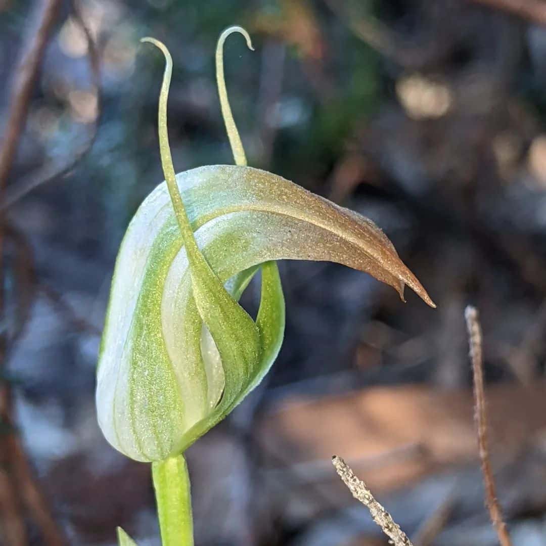 A portrait of Greenhood Orchid.