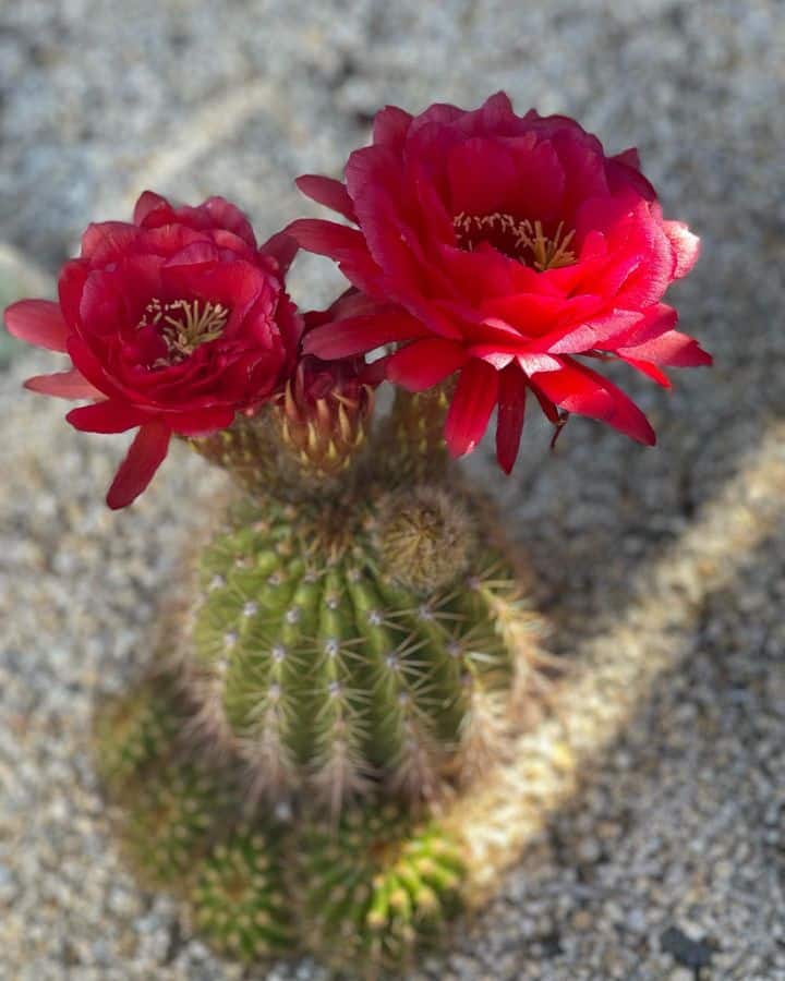 Hedgehog Cactus flower