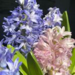 Hyacinths