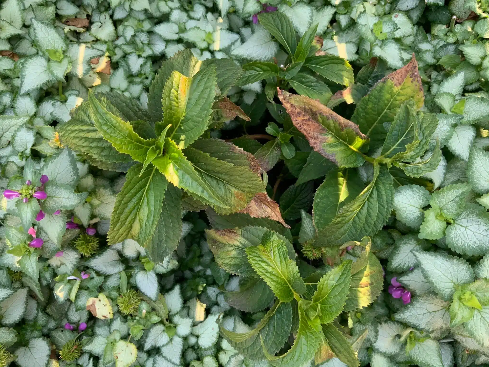 Hydrangea Leaves Curling And Turning Brown (Reasons+Fixes)