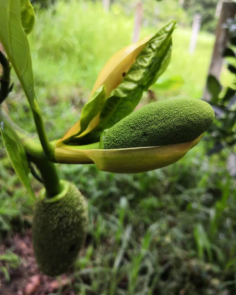 Jackfruit Growing Zone [[currentyear] Planting Ideas]