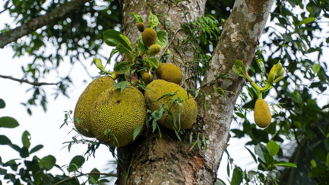 Jackfruit Growing Zone [[current-year] Planting Ideas]