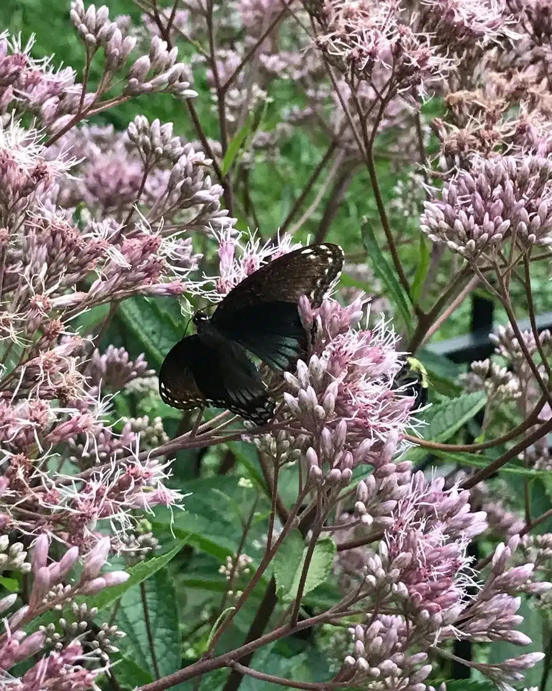 Black butterfly on Joe Pye Weed