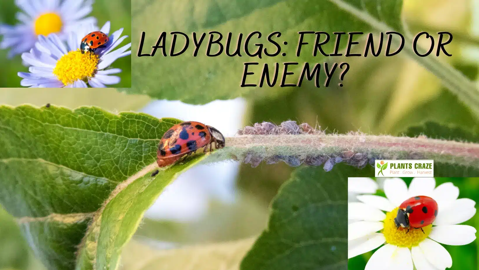 how-to-keep-ladybugs-in-your-garden