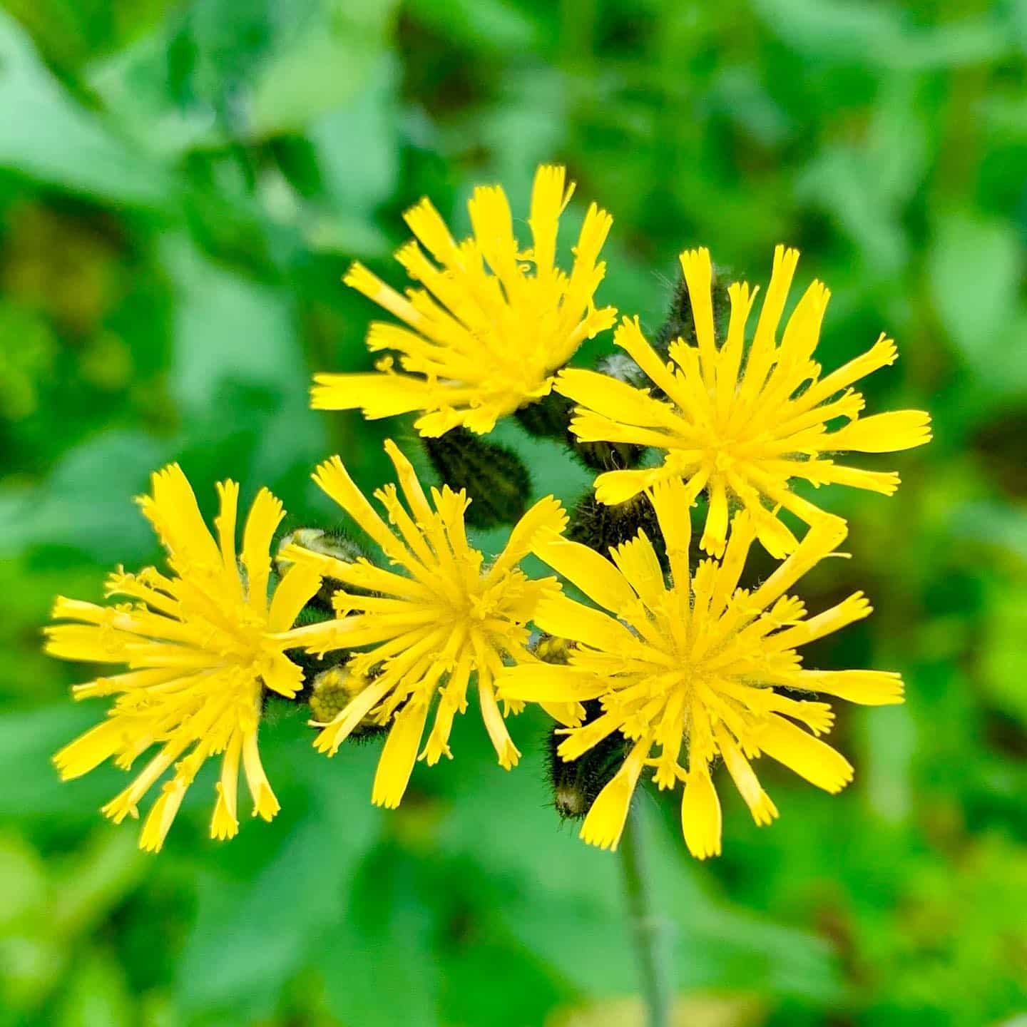 The yellow flowerhead of Dandelion looking plant