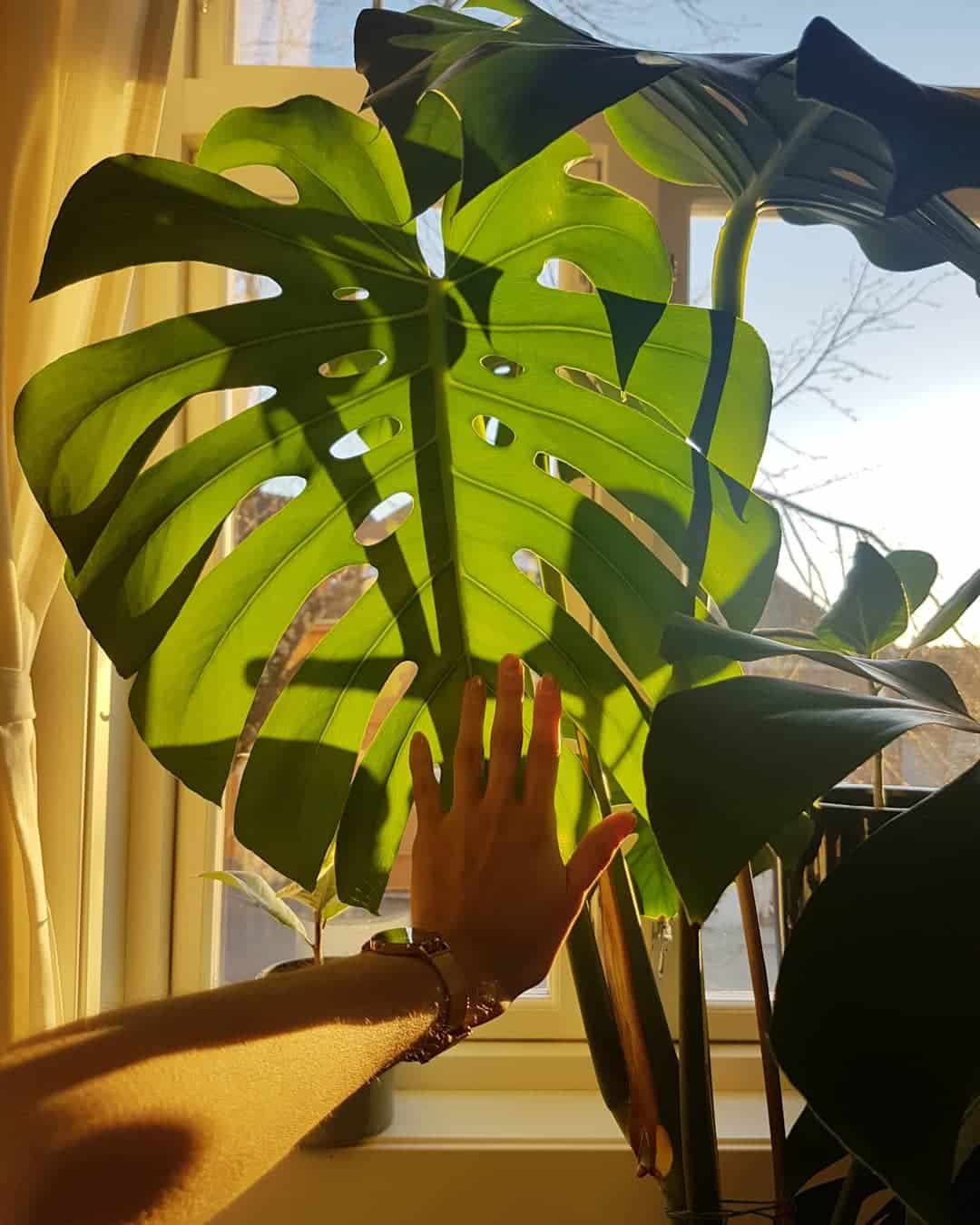 A person showing hands over a Monstera leaf with sun rays falling on it