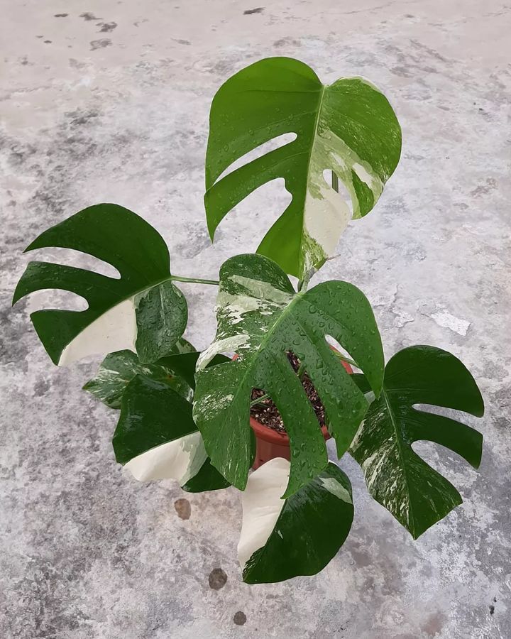 White variegated leaf of Monstera in a brown pot