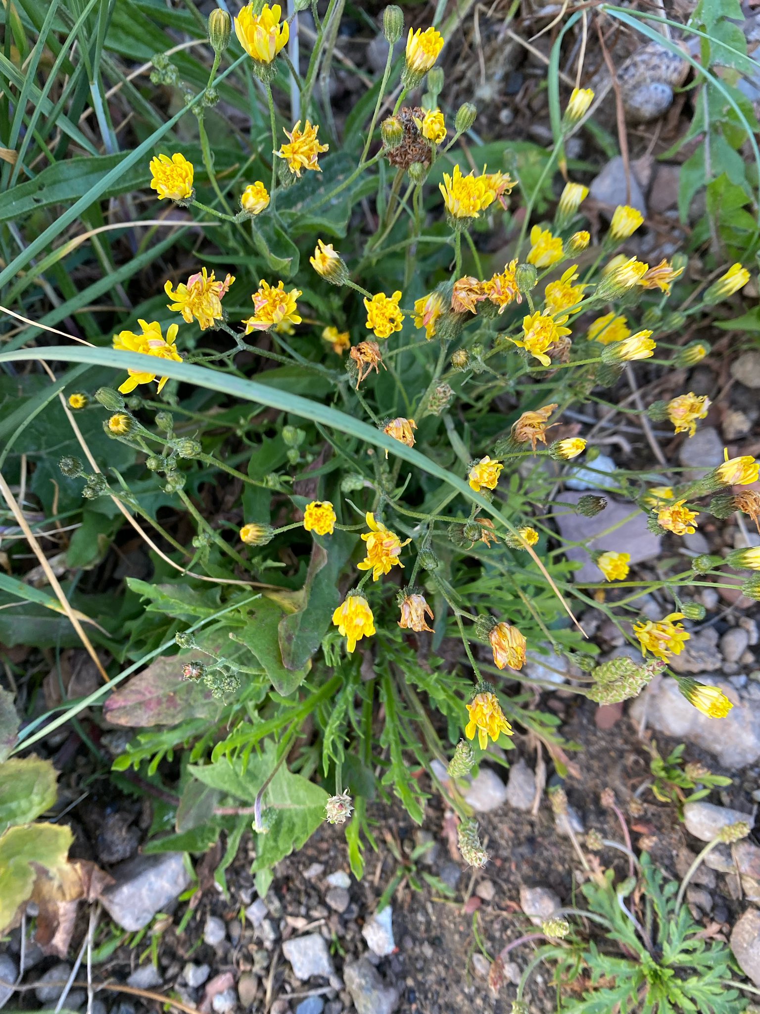 A bunch of yellow flowers looking like Dandelion is growing in a ground