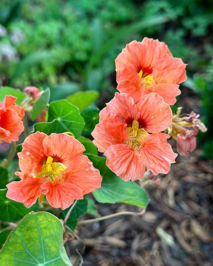 The pink blooms of Nasturtiums