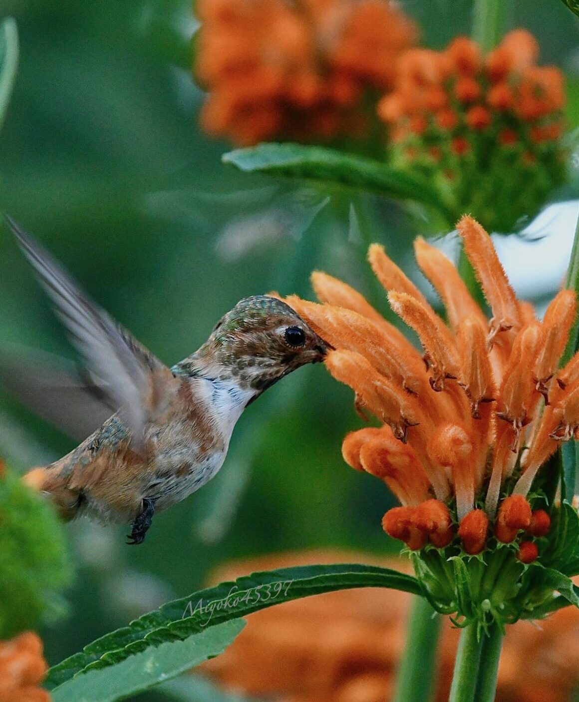 Do Hummingbirds Like Verbena? []