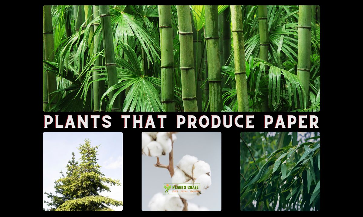 5 Plants That Produce Paper [Steps to Make Paper From Plants]