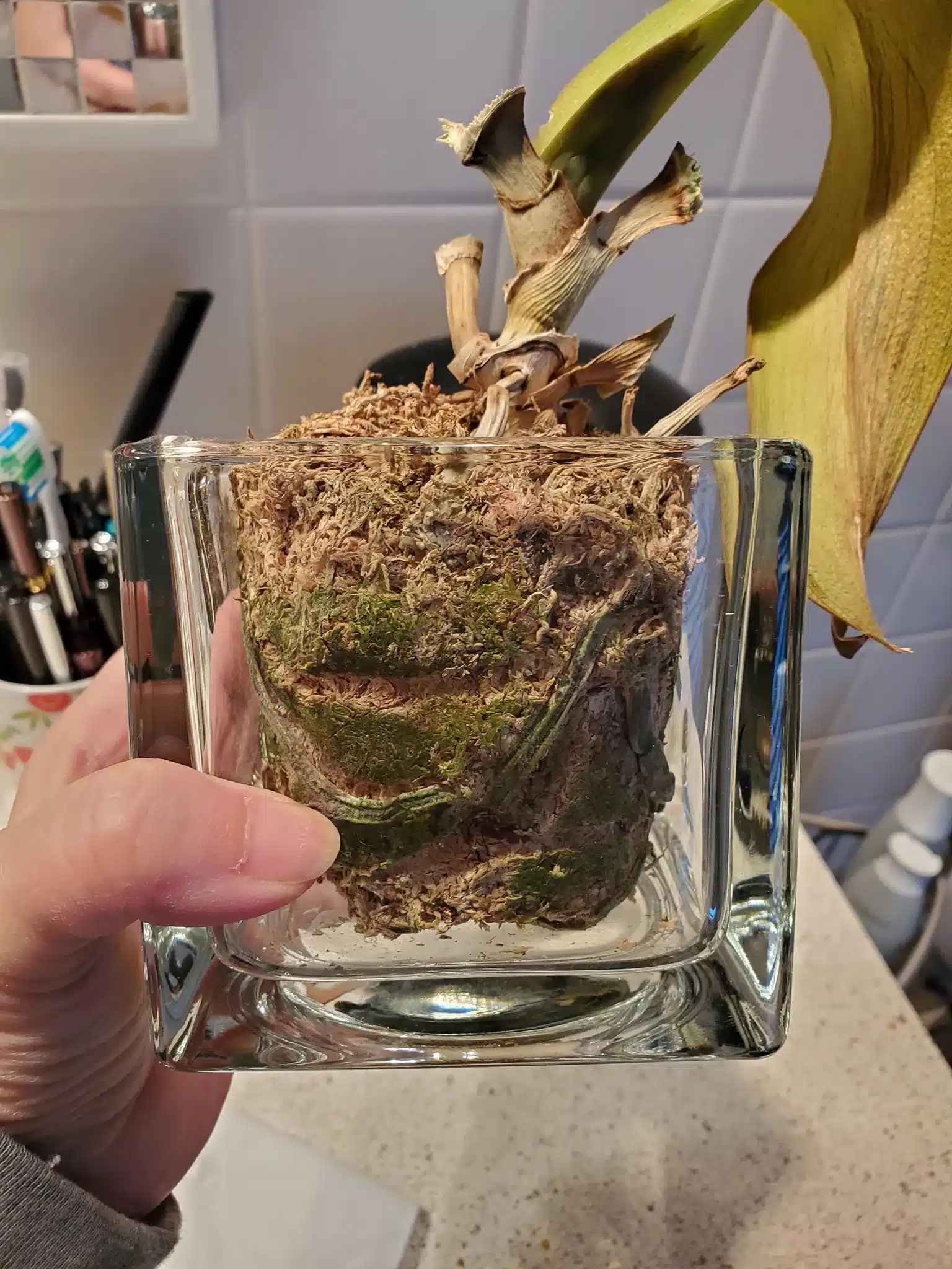 Dying plant in a peat moss