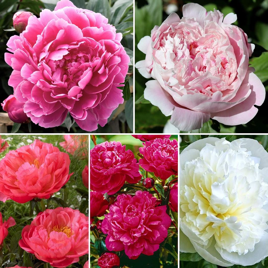 Five different varieties of Peony in a collage.