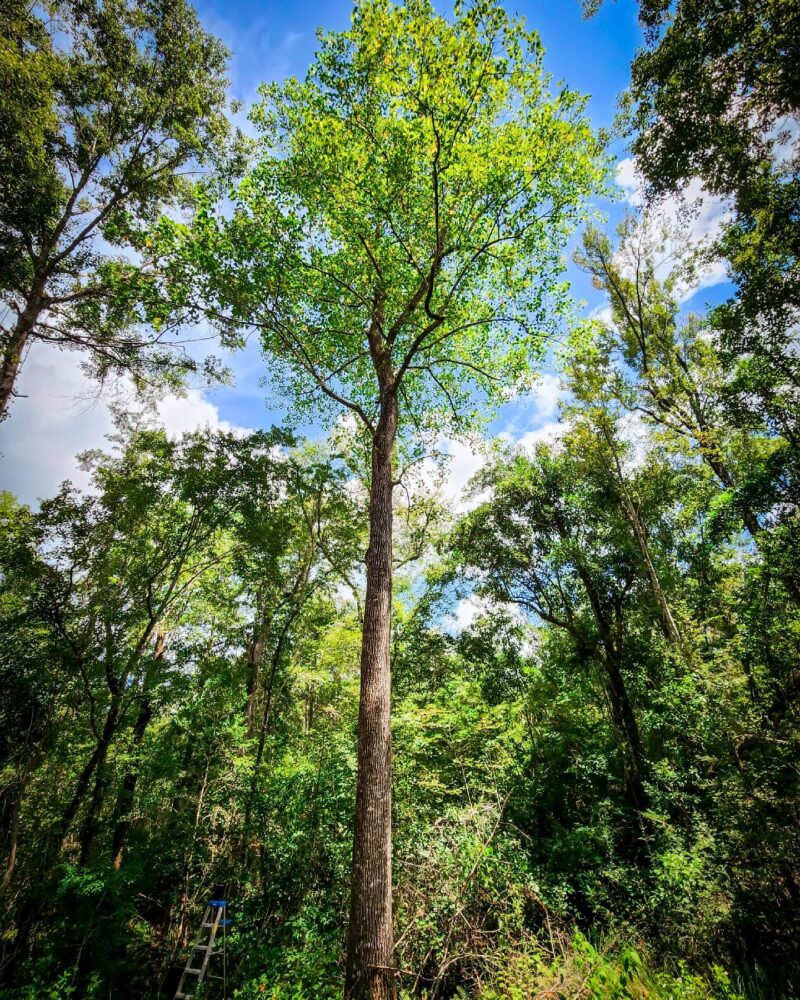 5 Plants That Produce Paper [Steps to Make Paper From Plants]