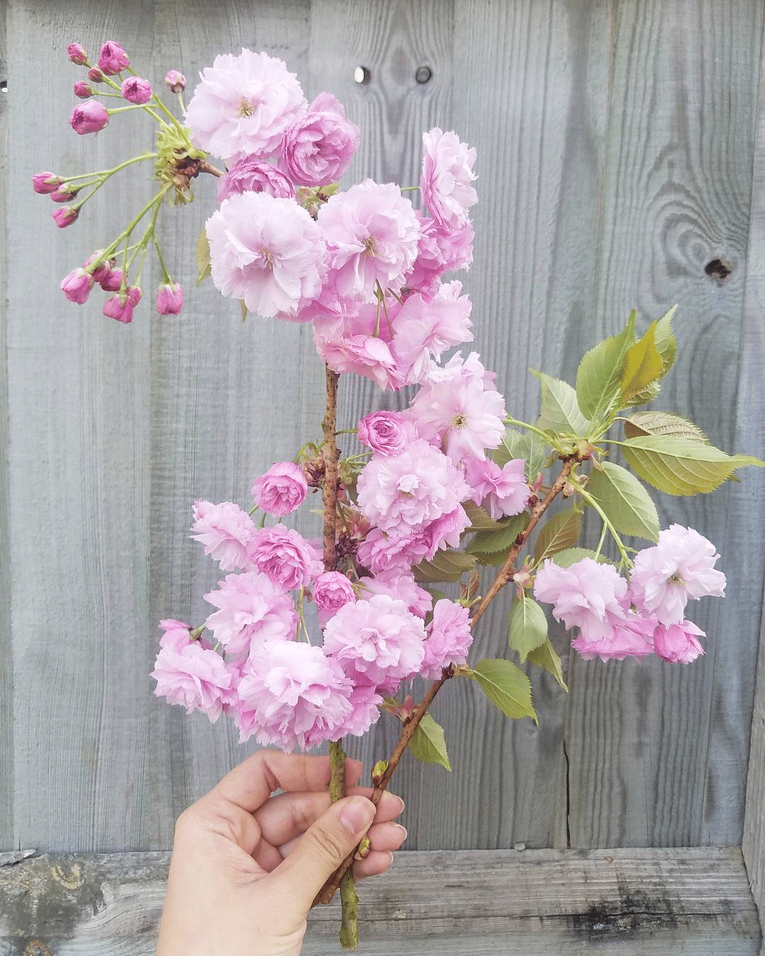 Flowers That Look Like Cotton Candy [And There are 5+ of Them]