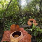 Rafflesia