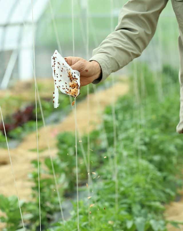 A person is holding on a packet of Ladybugs and is releasing the =m in garden. 