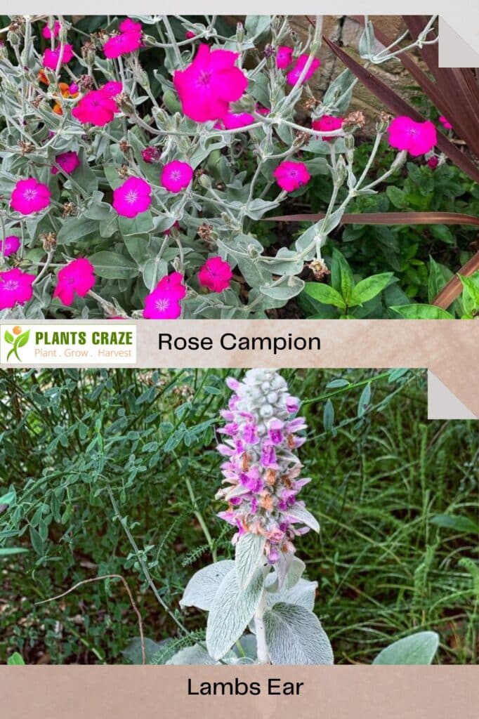 Rose Campion Vs Lambs Ear