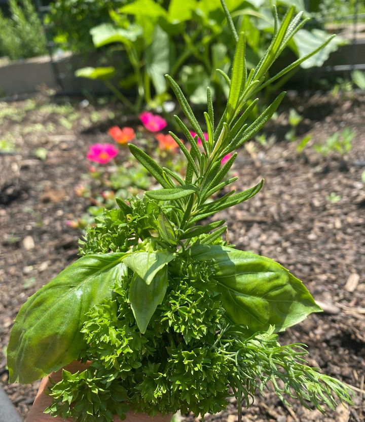 Small shrub of Rosemary growing in a ground