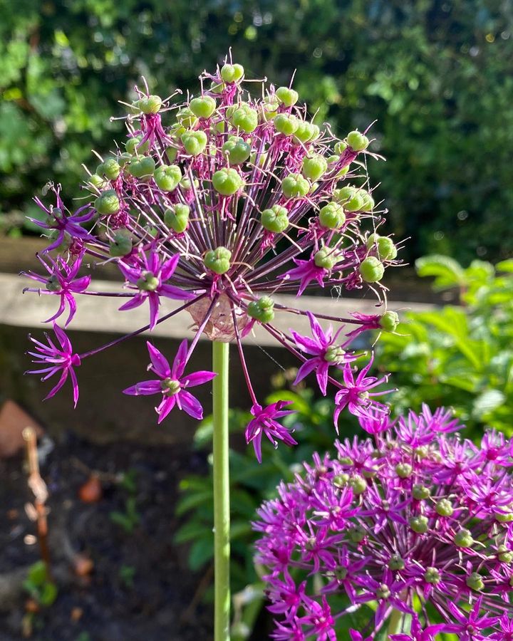 The purple bloom of Allium with its seed