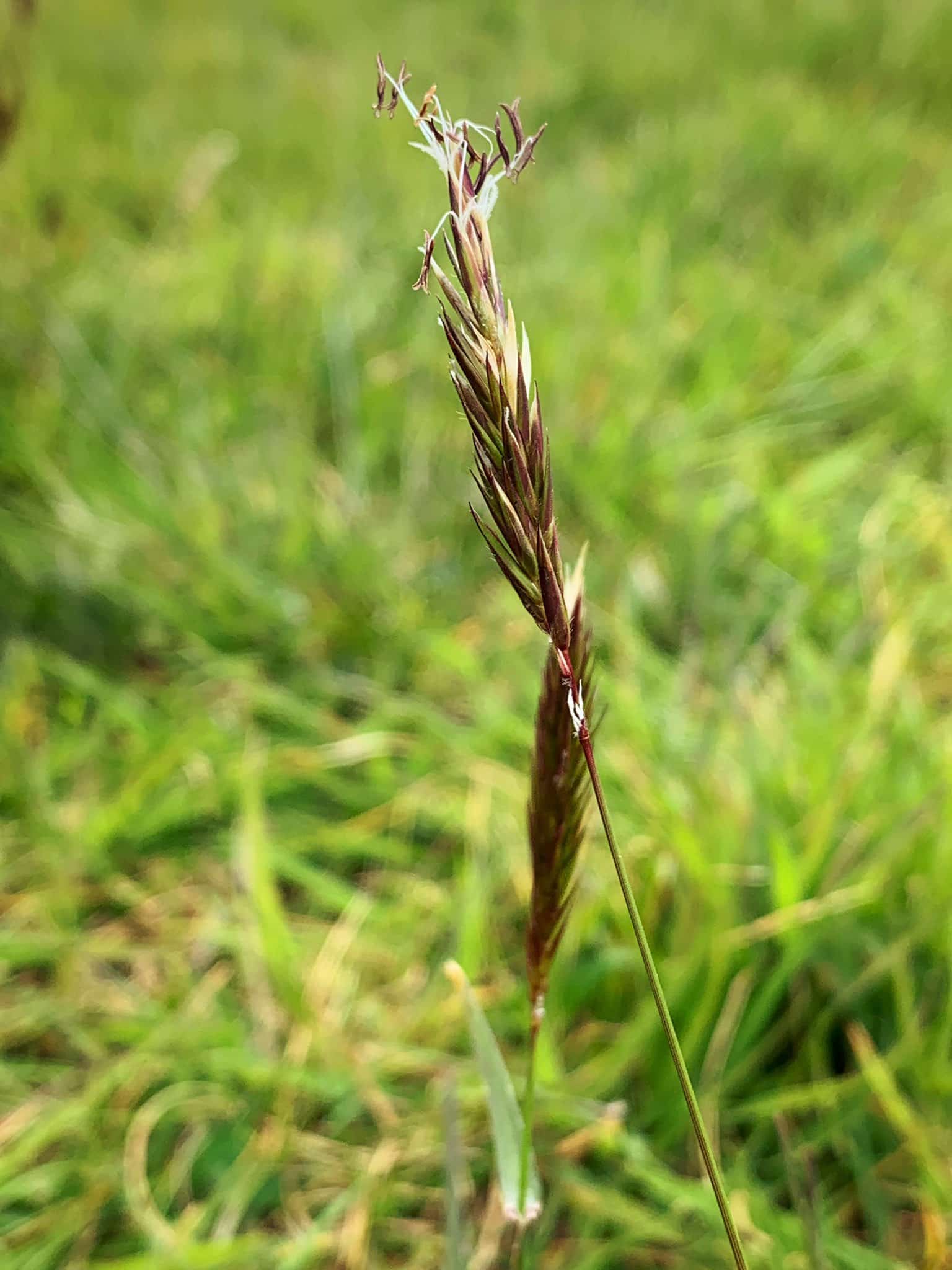 The flower head of Sweet Vernal with its seed