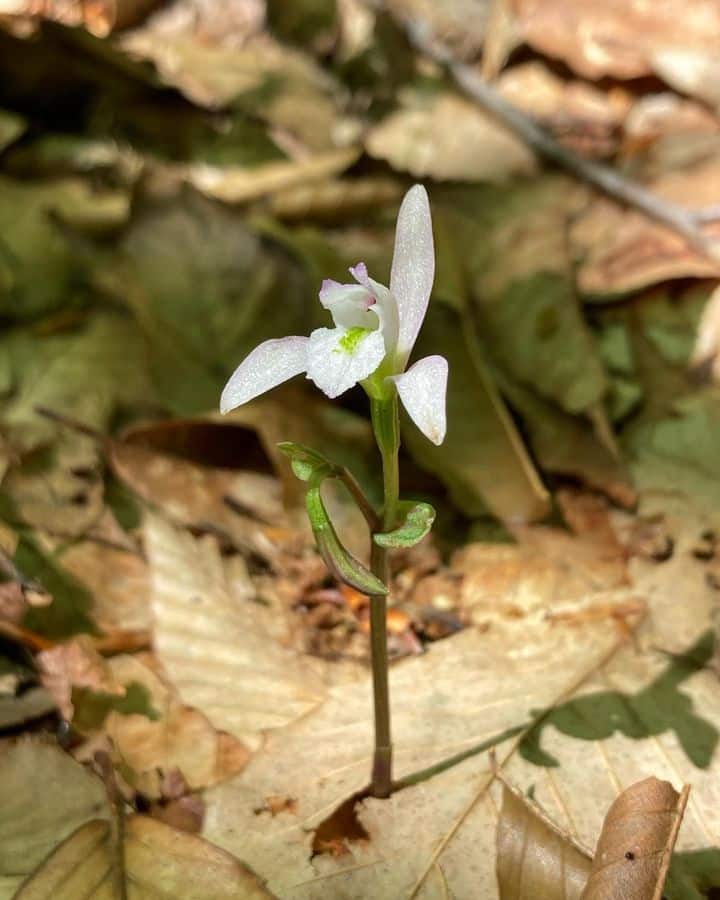 Portrait of Three Bird Orchid on the ground.