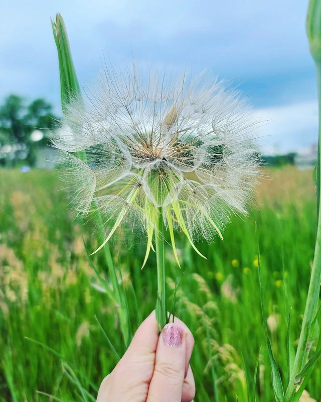 A person is holding on the flower stalk of western salsify plant