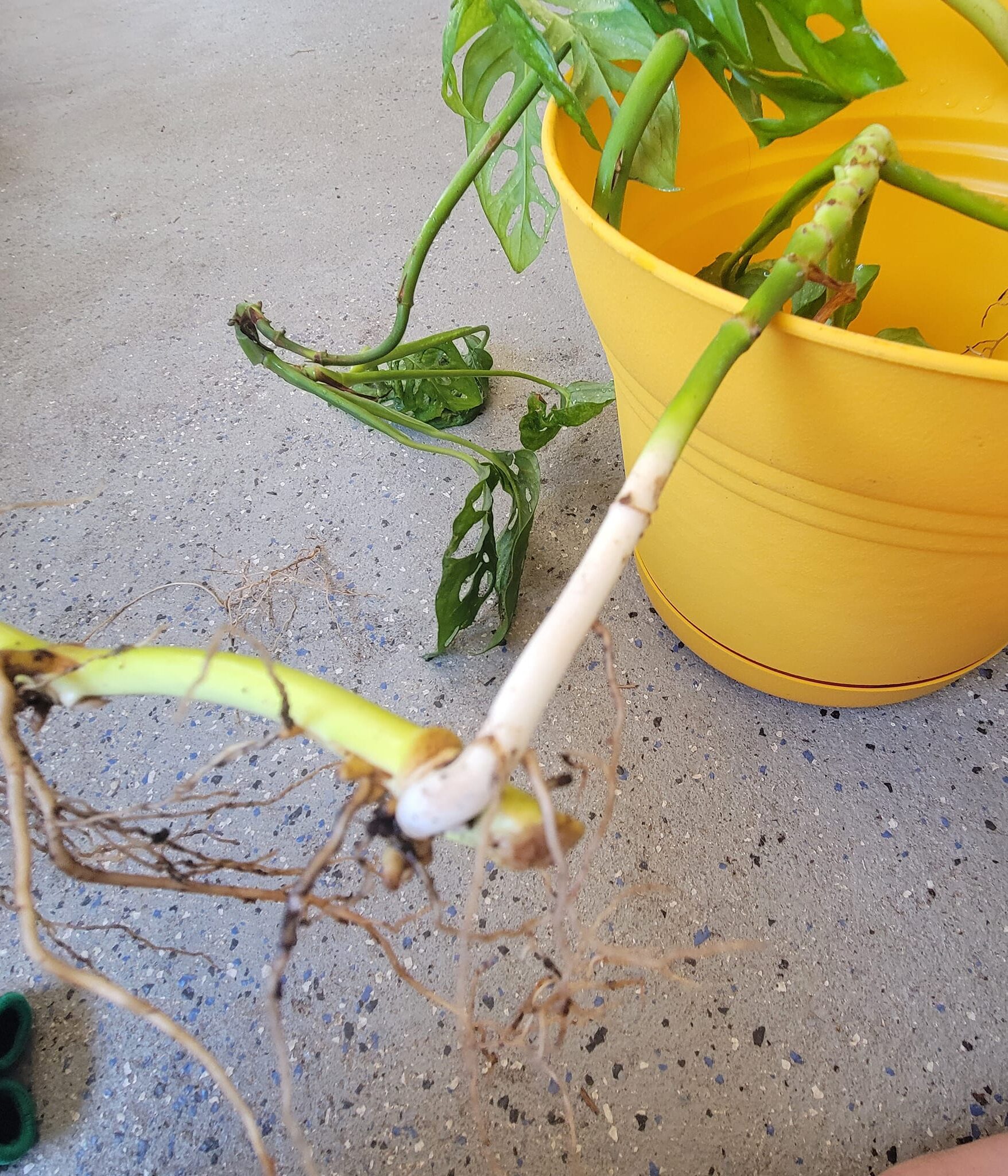 Image represents healthy white Monstera roots