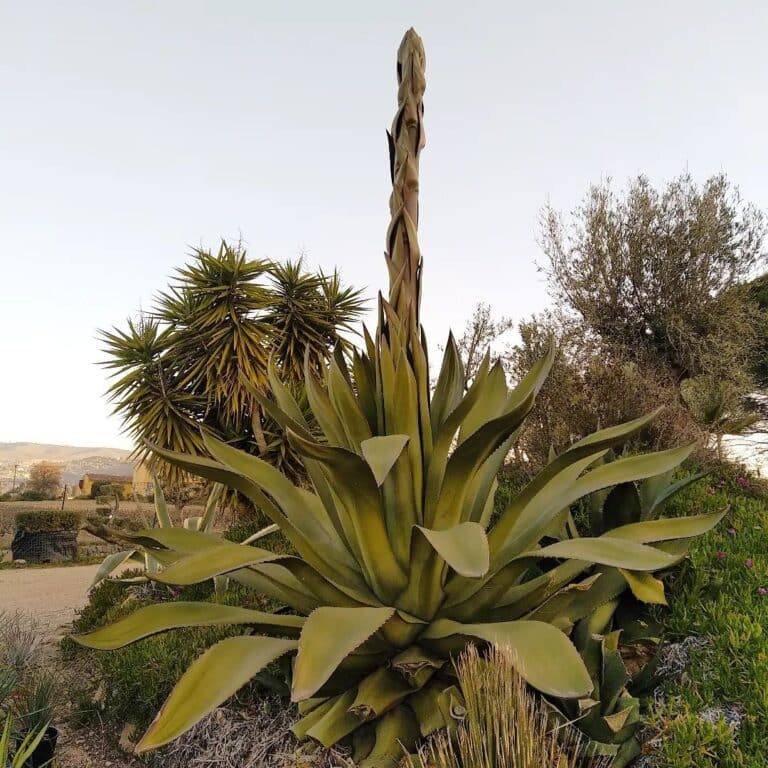 Flowering Agave Plant 1 Month of Fatal Blooming? Flowering Agave Plant 1 Month of Fatal Blooming?