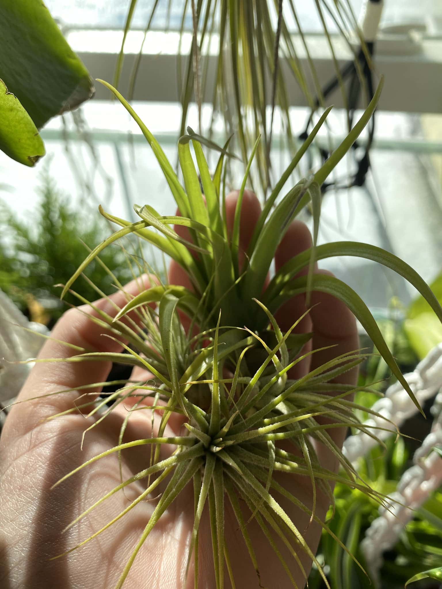 hanging air plant