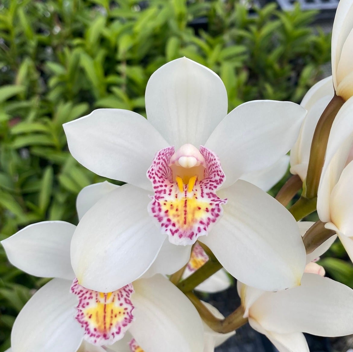 barrita orchid flowers that look like a vagina