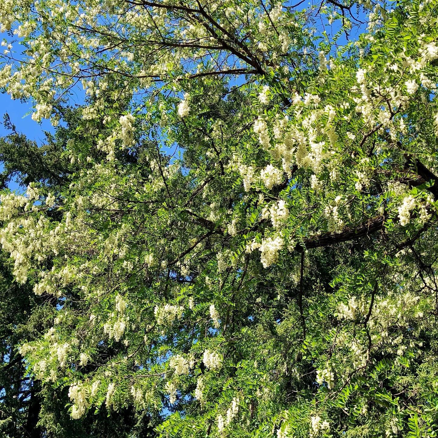 Black Locust Leaves Everything You Need To Know