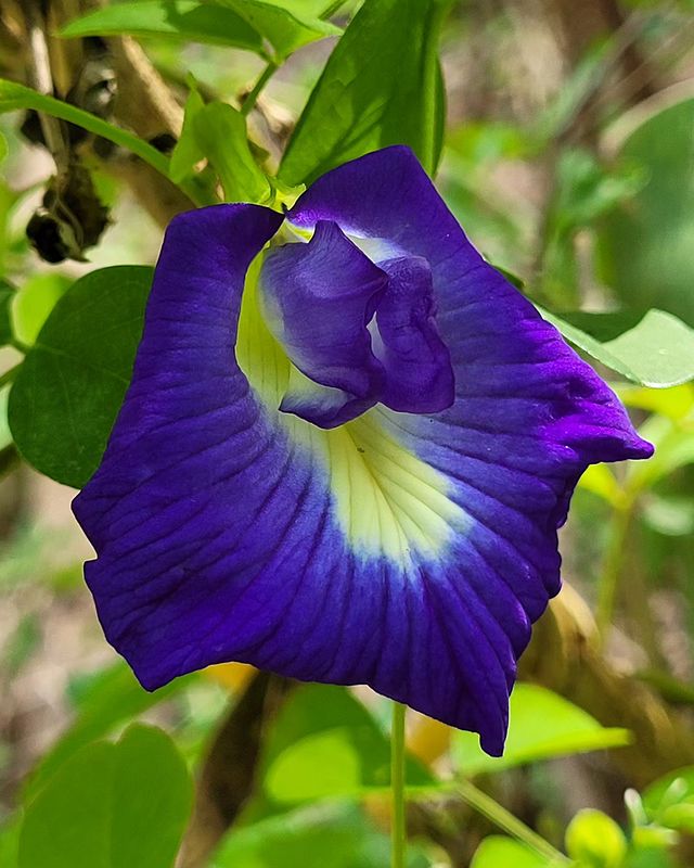 butterfly pea flowers that look like a vagina of a woman