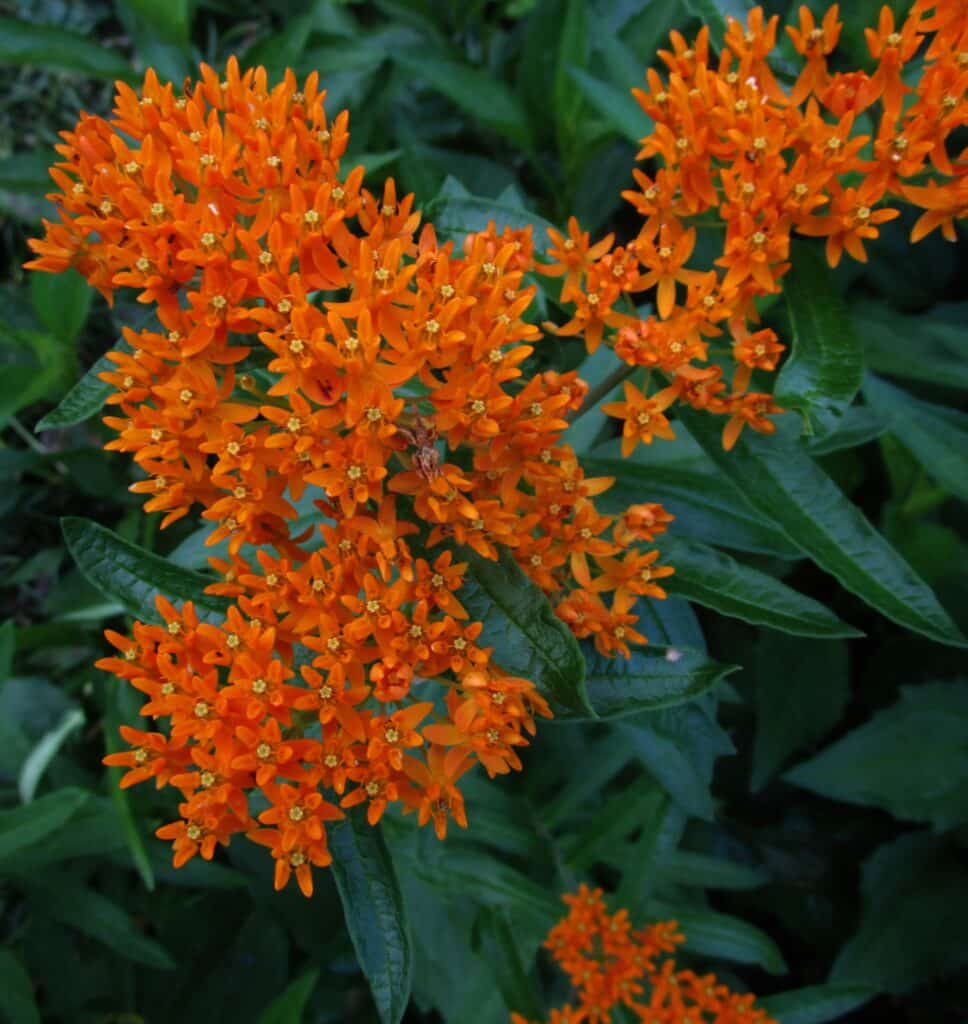 Butterfly weed flowers