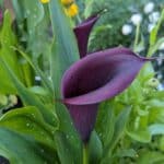 calla lilies