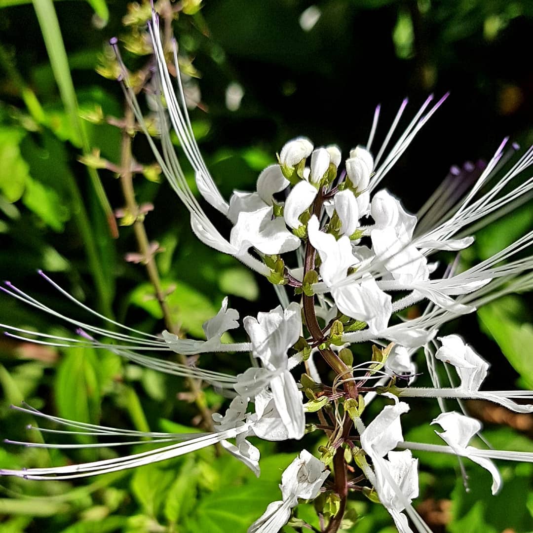 cat whisker flower