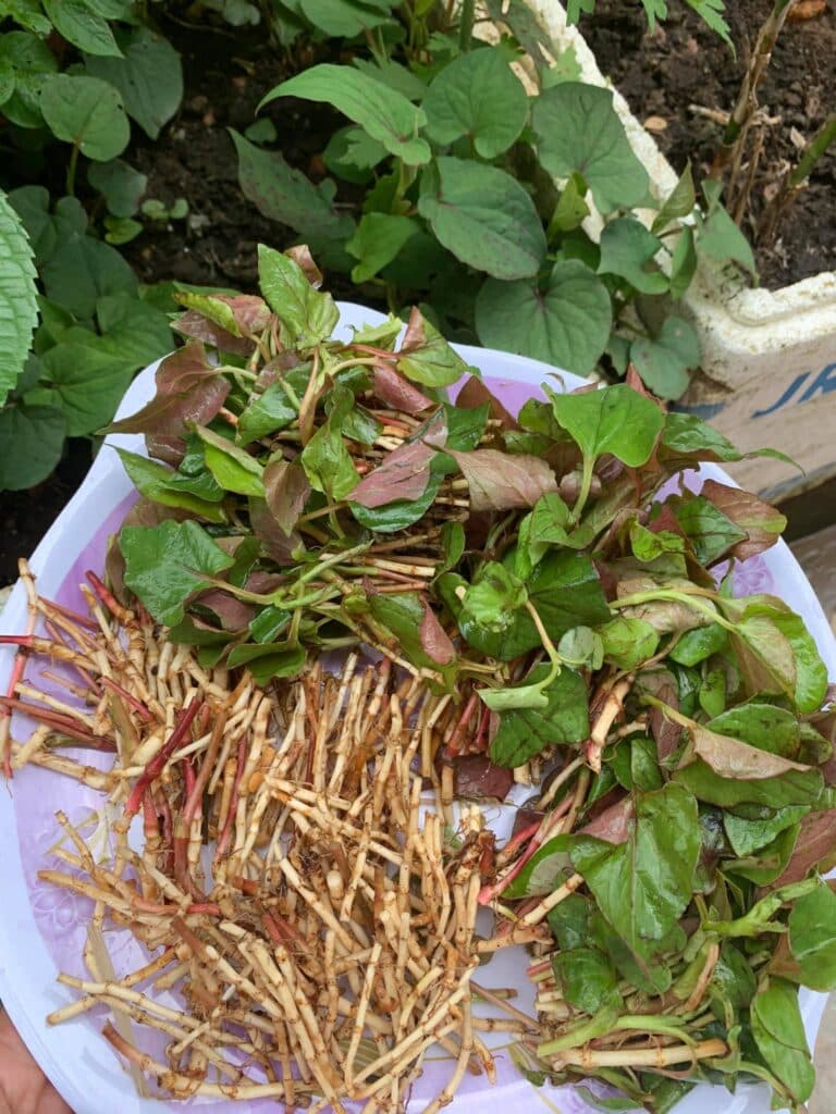 Chameleon plant roots