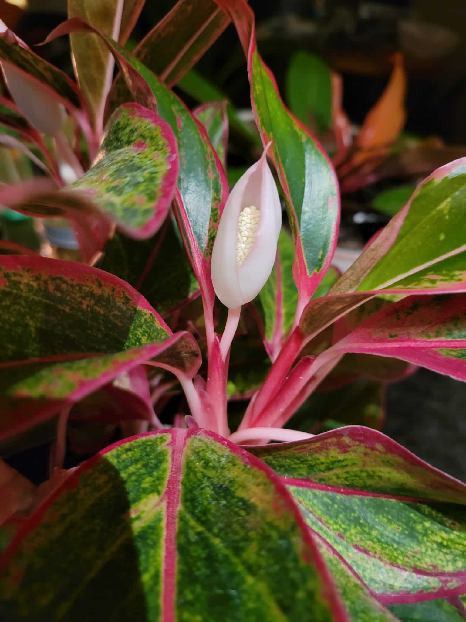 chinese Evergreen flower