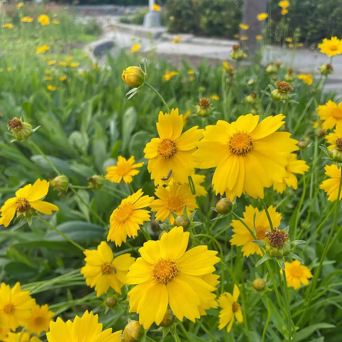 Yellow colored Coreopsis bloosoms