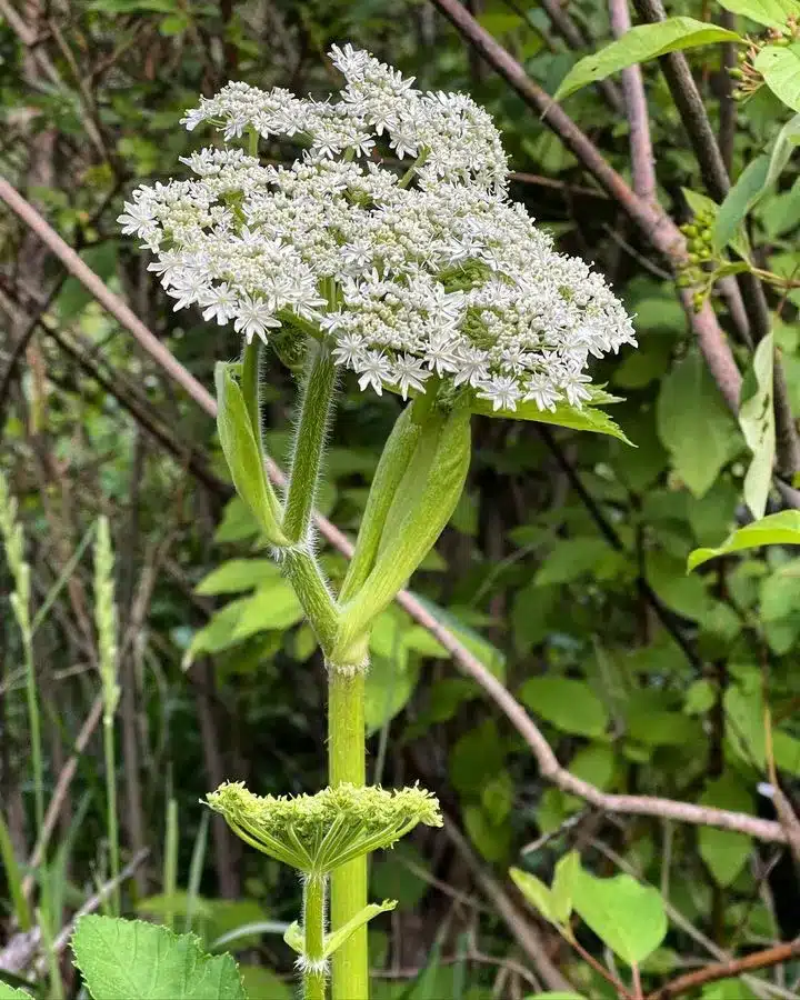 White flowers of Cow parsnips