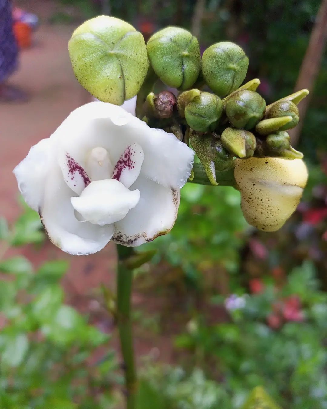 A dove orchid flower that look like birds.