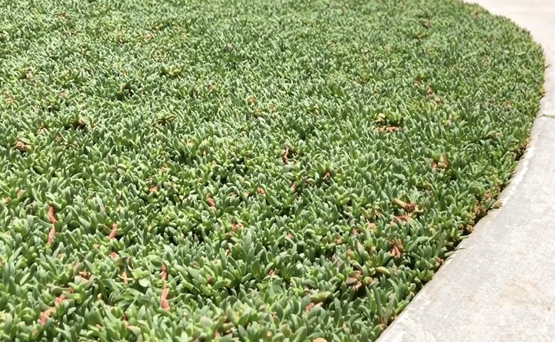 5+ Dwarf Carpet of Stars Pros And Cons 2023]