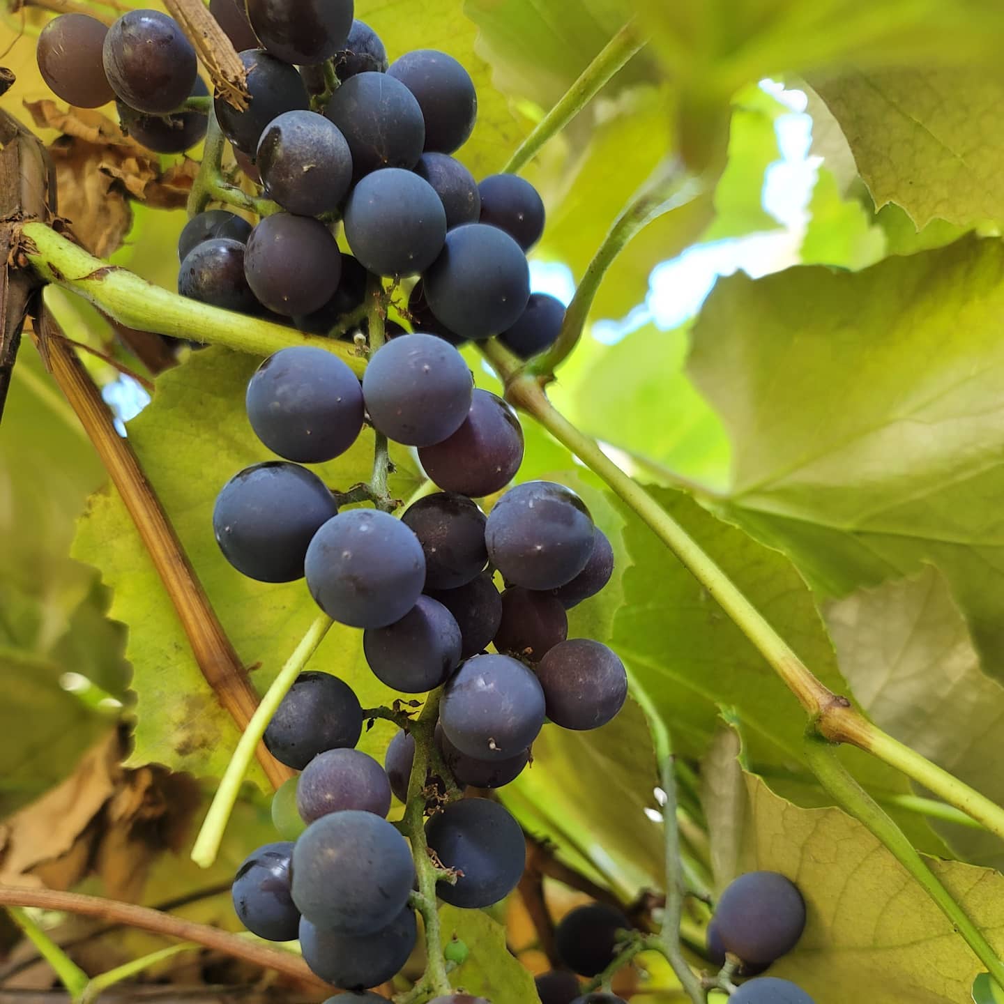 grapes growing stems as purple fruit in gin