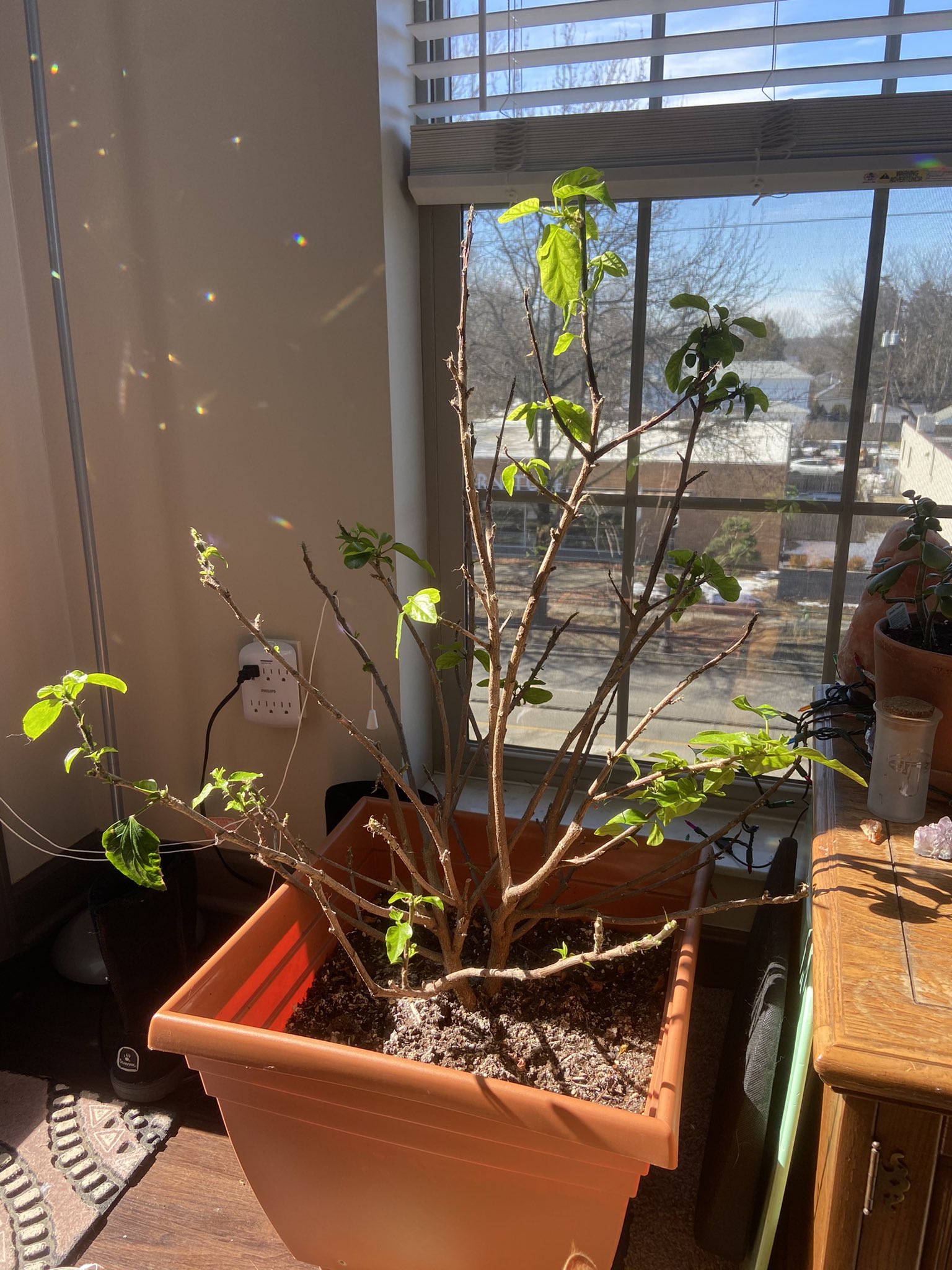 Dormant Hibiscus