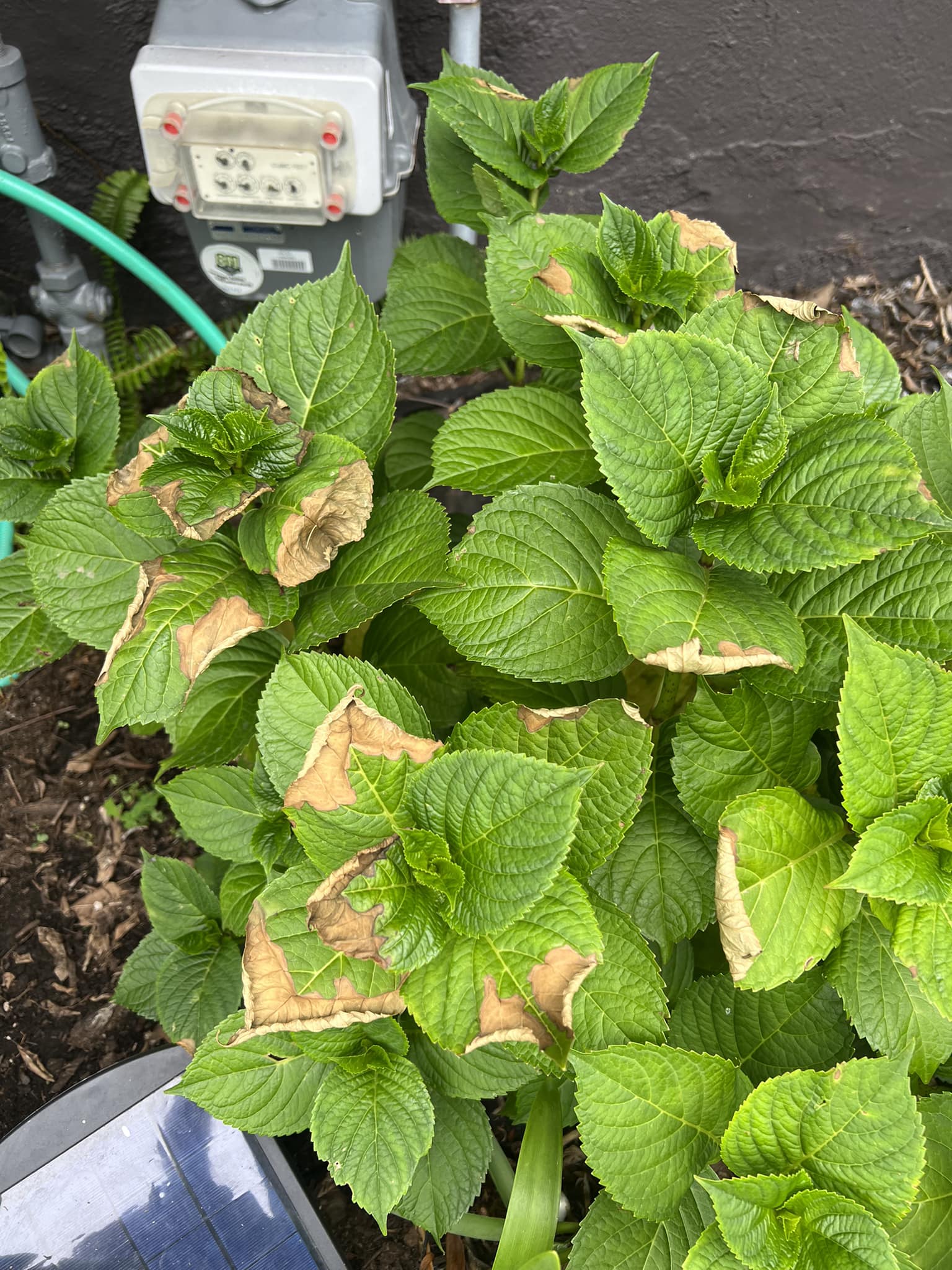 Hydrangea leaf vrowing and curl in tips