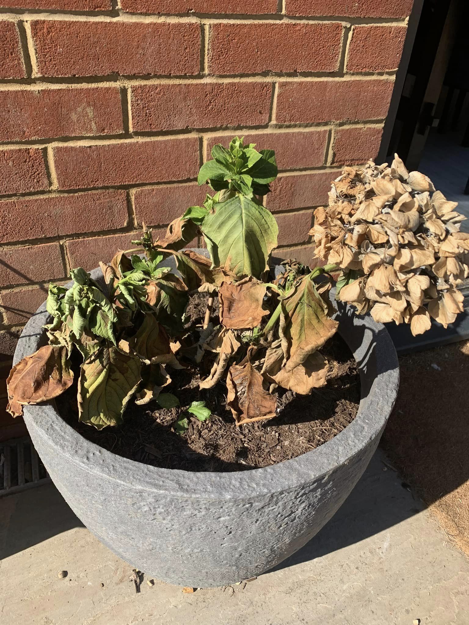 Hydrangea leaves turning brown and curling