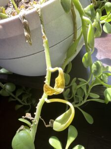 Image represents yellow leaf tips in Jade Plants