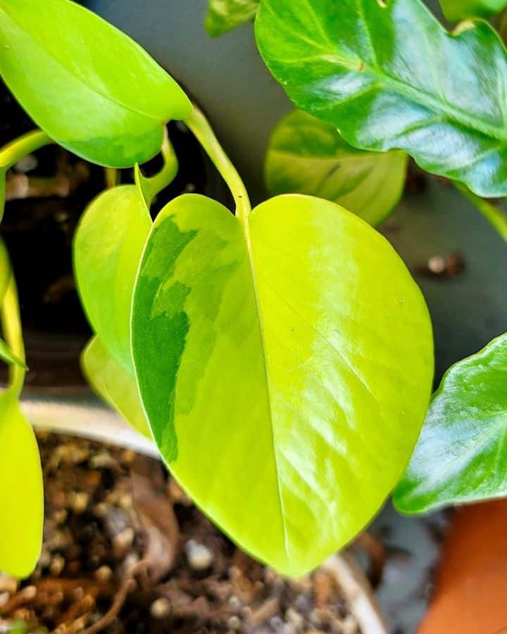 leaves of variegated neon pothos